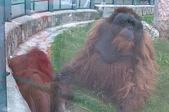 Описана история любви двух орангутанов в Удмуртии